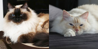 Bruno & Barney, from Aylesbury Cat Rescue, Bucks, homed through Cat Chat
