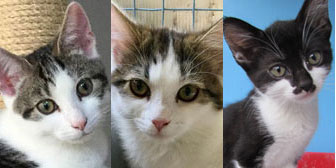 Buddy, Holly & Freddie, from Ann & Bill’s Cat & Kitten Rescue, Hornchurch, homed through Cat Chat