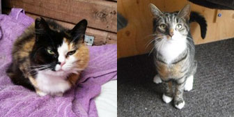 Coco & Bubble, from Little Cottage Rescue, Luton, homed through Cat Chat