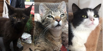 Hector, Freddo & Lottie, from Kirkby Cats Home/Burton Joyce Cat Welfare, Nottingham, homed through Cat Chat