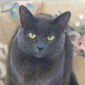 Kiki, from Paws and Claws, West Sussex, homed through Cat Chat