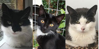 Lady, Marzipan & Bonnie Binnie, from Maesteg Animal Welfare Society, Bridgend, homed through Cat Chat