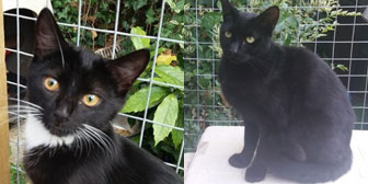 Marzipan & Shadow, from Maesteg Animal Welfare Society, Bridgend, homed through Cat Chat