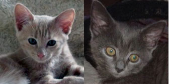 Otto & Chloe, from Whinnybank Cat Sanctuary, Newburgh, homed through Cat Chat