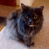 Sasha, from Cats Protection, Glasgow, homed through Cat Chat