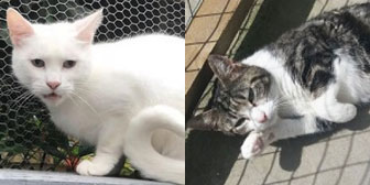 Snowy & Misty, from Maesteg Animal Welfare, Bridgend, homed through Cat Chat