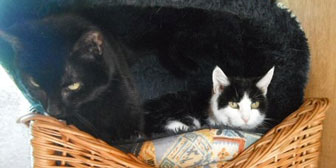 Spot & Mitzi, from Little Cottage Rescue, Luton, homed through Cat Chat