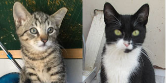 igger & Poppy, from Ann & Bill Cat & Kitten Rescue, Hornchurch, homed through Cat Chat
