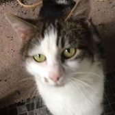 Trudy, from Burton Joyce Cat Welfare, Nottingham, homed through Cat Chat