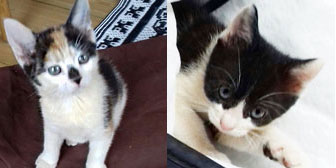 Zola & Lewis, from Caring Animal Rescue, Stafford, homed through Cat Chat