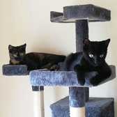 Addie & Jazz, from Caring Animal Rescue, Stafford, homed through Cat Chat