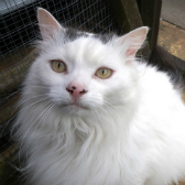 Cinderella from Bentham & District Pet Rescue, homed through Cat Chat
