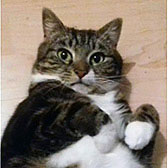 Fufu, from Cat & Kitten Rescue, Watford, homed through Cat Chat