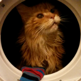 Geoffrey from Avon Cat Rescue, Warwickshire, homed through Cat Chat