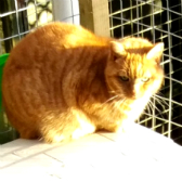 Honey from Maesteg Animal Welfare Society homed through Cat Chat