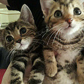 Megan & Harry from BabsCats, Swanley, Kent, homed through Cat Chat