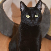 Minnie from All Animal Rescue, Southampton, homed through Cat Chat