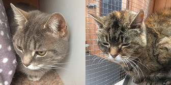 Mitch & Stitch from Burton Joyce Cat Welfare & Kirkby Cats Home, homed through Cat Chat