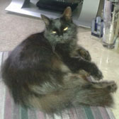 Poppy, from Cat Action 77, Doncaster South, homed through Cat Chat