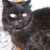 Ricky from Cat Rescue Chippenham, homed through Cat Chat