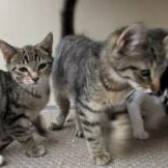 Tigerlily & Trouble from Ann & Bill's Cat & Kitten Rescue, homed through Cat Chat
