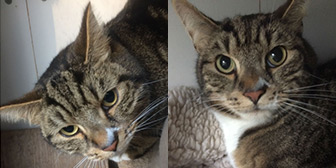 William & Thomas, from Burton Joyce Cat Welfare, Nottingham, homed through Cat Chat