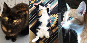 Amy, Tia & Ginger, from Mitzi’s Corner, Totnes, homed through Cat Chat