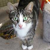 Angel, from Burton-upon-Stather Cat Rescue, Lincolnshire, homed through Cat Chat