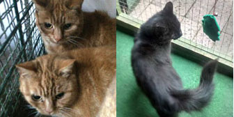 Amber, Apricot, Casper & others, from Burton Joyce Cat Welfare, Nottingham, homed through Cat Chat