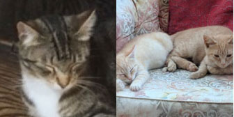Charlotte, Whisky & Peanut, from Nuneaton & Hinckley Cats in Need, Hinckley, homed through Cat Chat