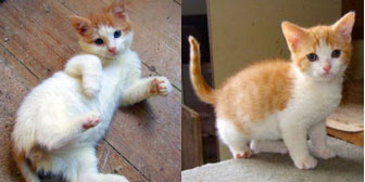 Davy & Dillon, from Ryedale & Scarborough Cat Welfare, Scarborough, homed through Cat Chat