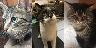 Ellie, Monty & Romeo, from Kirkby Cats Home, Nottingham, homed through Cat Chat