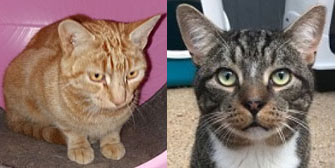 Ginge & Buster, from Maesteg Animal Welfare Society, Bridgend, homed through Cat Chat