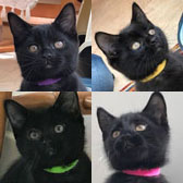 Hector, Herbie, Harvey & Henry, from C8 Lives Cat Rescue, Sheffield, homed through Cat Chat