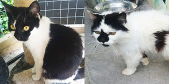 Matilda & Maisie, from Maesteg Animal Welfare Society, Bridgend, homed through Cat Chat