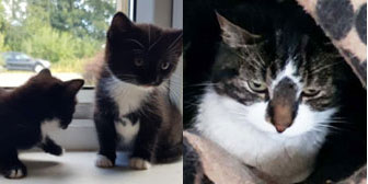 Midnight’s kittens & Sieffer, from Ren’s Rescue, Hull, homed through Cat Chat