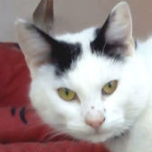 Spot, from Angus Cat Rescue, Arbroath, homed through Cat Chat