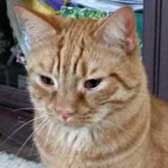 Tipsy, from Cat and Kitten Rescue, Watford, homed through Cat Chat