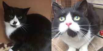 Alexa and Sirri from Kirkby Cats Home, homed through Cat Chat