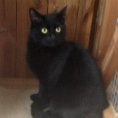 Alfie from Lancashire Paws Cat Rescue, homed through Cat Chat