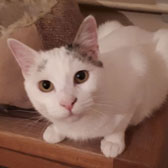 Dandylion & Douglas, from Cat & Kitten Rescue, Watford, homed through Cat Chat