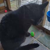 Gordon from Rugeley Cats Society Charitable Trust, homed through Cat Chat