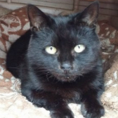 Hattie from Rolvenden Cat Rescue, homed through Cat Chat