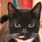 JayJay from Anima-Mates, Sevenoaks, homed through Cat Chat