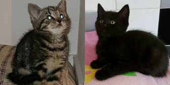 Kittens 2 & 4 from Ryedale & Scarborough Cats Welfare, homed through Cat Chat
