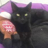 Luna from BabsCats, Swanley, homed through Cat Chat
