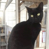 Magic from BabsCats, Swanley, homed through Cat Chat