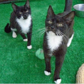 Molly & Mae, from RSPCA Stort Valley, Harlow, homed through Cat Chat