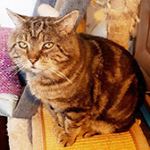 Samson, from Pet Rescue Greater Manchester, Lancashire, homed through Cat Chat