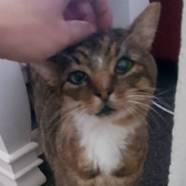 Tom from Small Pet and Cat Care, Hull, homed through Cat Chat